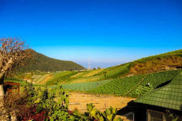 Photo of Rice fields in the mountains with a terasiring system