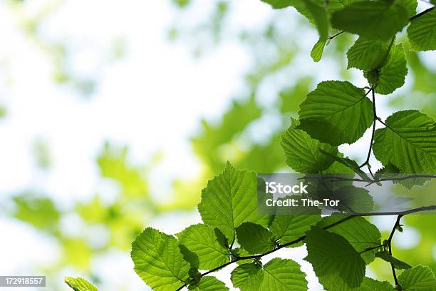 Photo libre de droit de Feuilles De Noisetier banque d'images et plus d'images libres de droit de Arbre - Arbre, Beauté de la nature, Bois