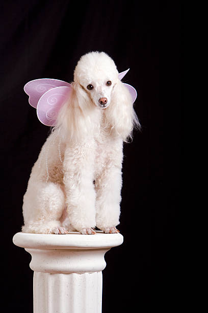 Butterfly Poodle on a Pedestal stock photo