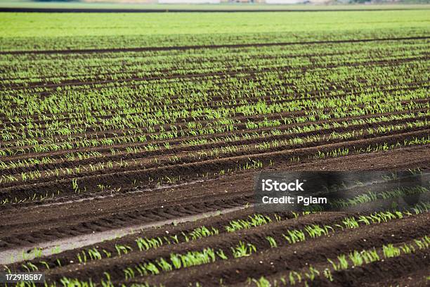 Colture Crescendo In Una Fattoria - Fotografie stock e altre immagini di Abbondanza - Abbondanza, Acqua, Agricoltura