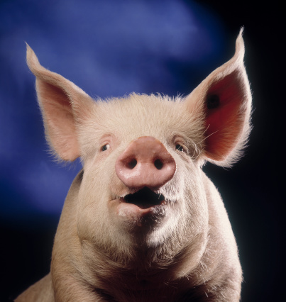Portrait of a pig that looks like he's talking with blue background