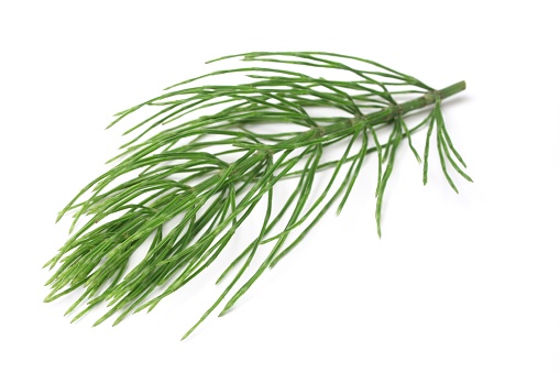 Photo of horsetail against a white background