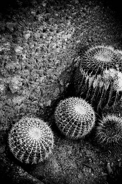 istock Cactus garden black and white 172918696