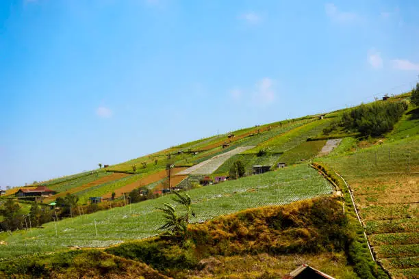 Photo of Rice fields in the mountains with a terasiring system