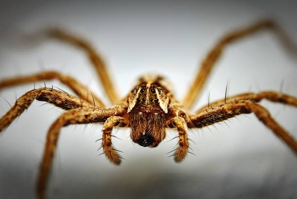 Macro shot of a spider A macro shot of a spider fanged stock pictures, royalty-free photos & images