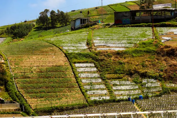 Photo of Rice fields in the mountains with a terasiring system