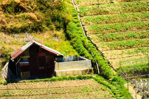 Photo of Rice fields in the mountains with a terasiring system