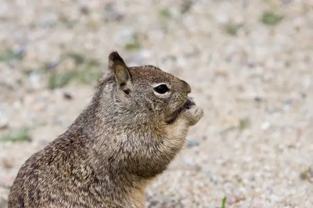 Ground squirrel in the sand eating