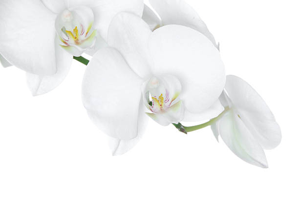 White Orchid stock photo