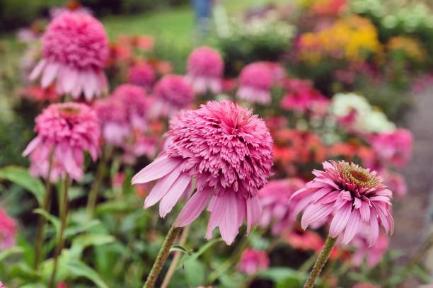 40+ Big Kahuna Stock Photos and Royalty-Free Pictures - iStock