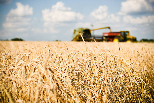 Wheat Harvest Time stock photo