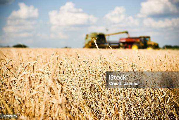 Foto de Tempo De Colheita De Trigo e mais fotos de stock de Kansas - Kansas, Colher - Atividade agrícola, Fazenda