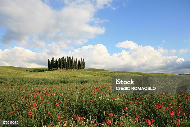 Cypresses にヴァルドルチャトスカーナイタリア - イタリアのストックフォトや画像を多数ご用意 - イタリア, イトスギ, トスカーナ