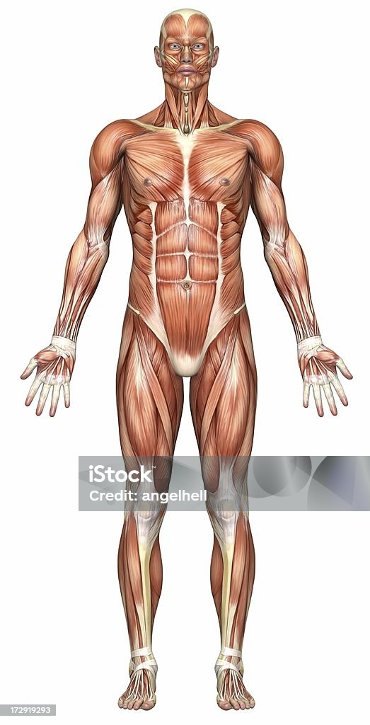 Corpo umano di un uomo con i muscoli - Foto stock royalty-free di A petto nudo