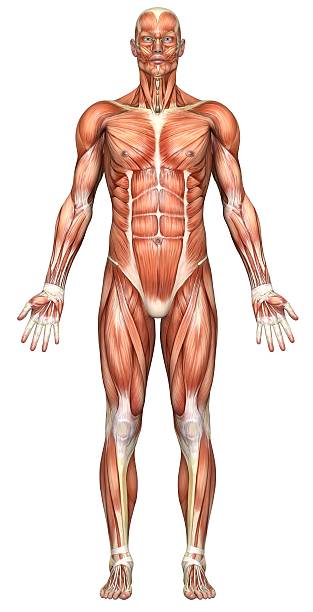istock Human body of a man with muscles 172919293