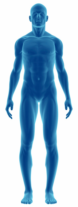 Human body of a man for study, on front view, great to be used in medicine works and health. Isolated on a white background. 