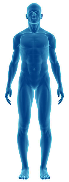человеческого тела мужчины в рамках исследования - beautiful image head and shoulders vertical стоковые фото и изображения