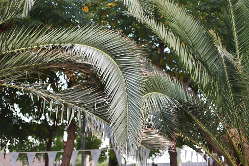 Palm trees in a southern country. Turkish palms