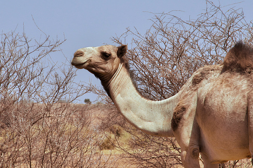 Camel head with straps close up on blur background