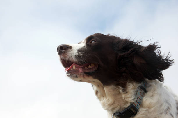 English Springer Spaniel poses on the shore of a mountain lake
