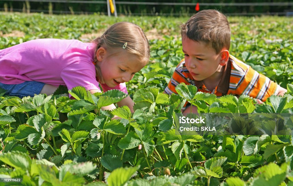 Deux enfants cueillir des fraises - Photo de 2-3 ans libre de droits