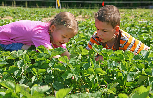 4 and 6 year old siblings picking strawberries on a field.