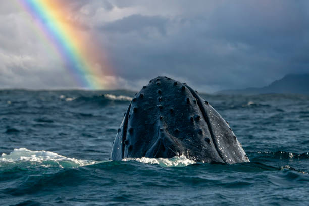 istock humpback whale breaching in pacific ocean rainbow background in cabo san lucas mexico baja california sur 1729196341