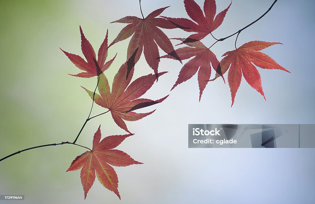 Arce japonés Tree - Foto de stock de Abstracto libre de derechos