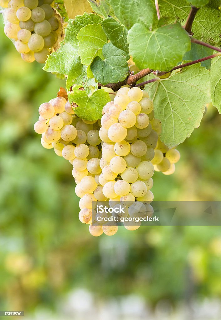 Vineyard uvas - Foto de stock de Uva libre de derechos