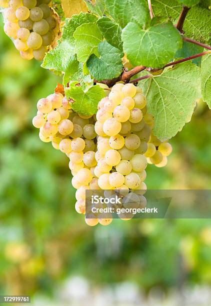 Vineyard Uvas Foto de stock y más banco de imágenes de Uva - Uva, Vino blanco, Nueva Zelanda