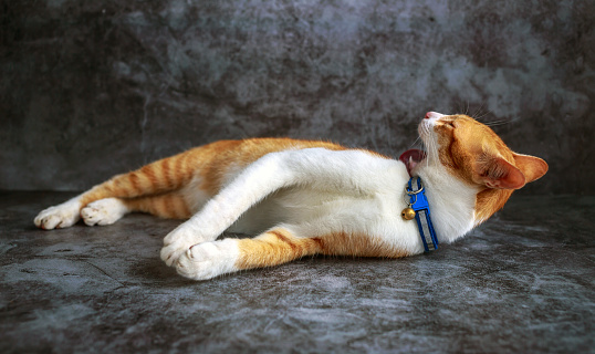 The close-up fat cute ginger tabby cat looks at the camera. orange white pattern cat on gray background