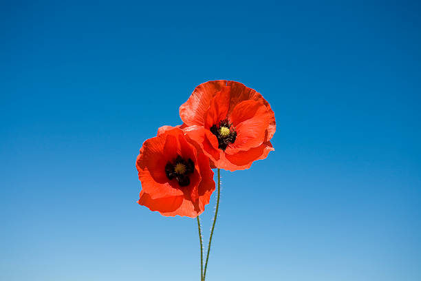 coquelicots - poppy photos et images de collection