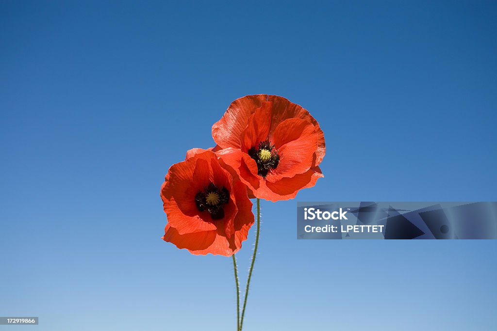 Poppies - Foto de stock de Papoula - Planta royalty-free