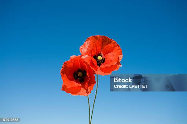 Foto de Poppies e mais fotos de stock de Papoula - Planta - Papoula - Planta, Vermelho, Flor