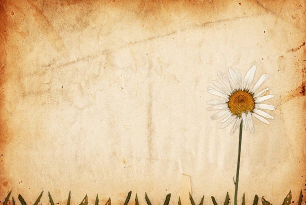 Image of an old piece of XXXL paper with an ox-eye daisy overlayed on top. Great background file/design element. See more quality images like this one in my portfolio.