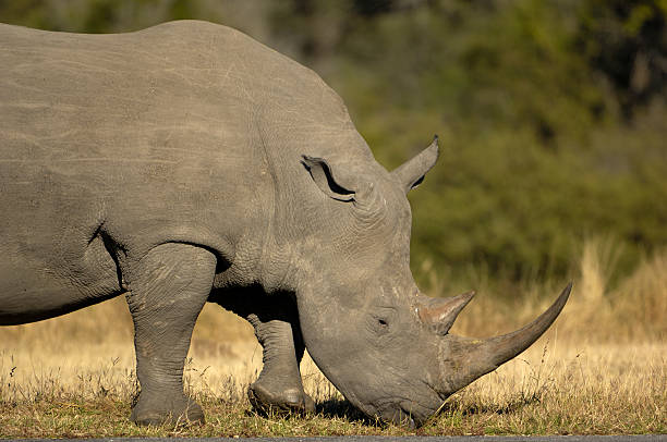 bianco rhinocerus di sabi sands - mashatu game reserve foto e immagini stock