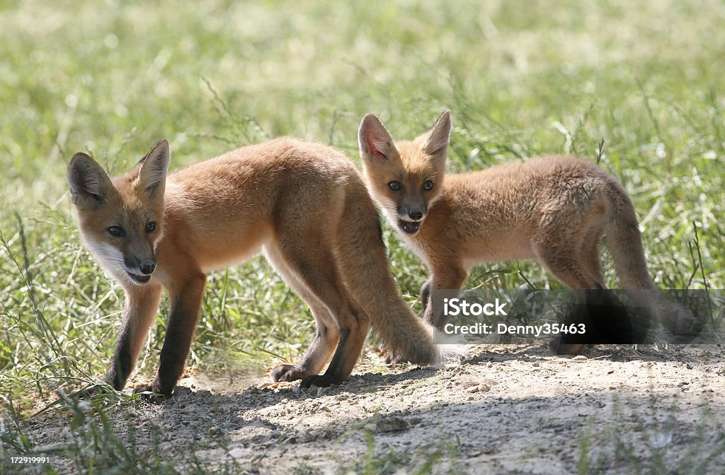 Two Red Fox Pups Two red fox pups warily face the camera. Animal Stock Photo