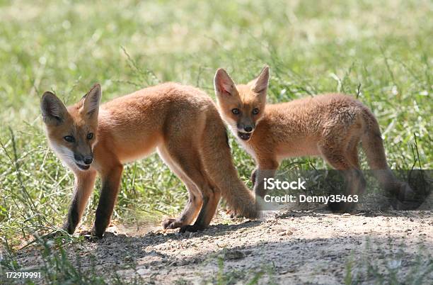 Two Red Fox Pups Stock Photo - Download Image Now - Animal, Animal Themes, Animal Wildlife