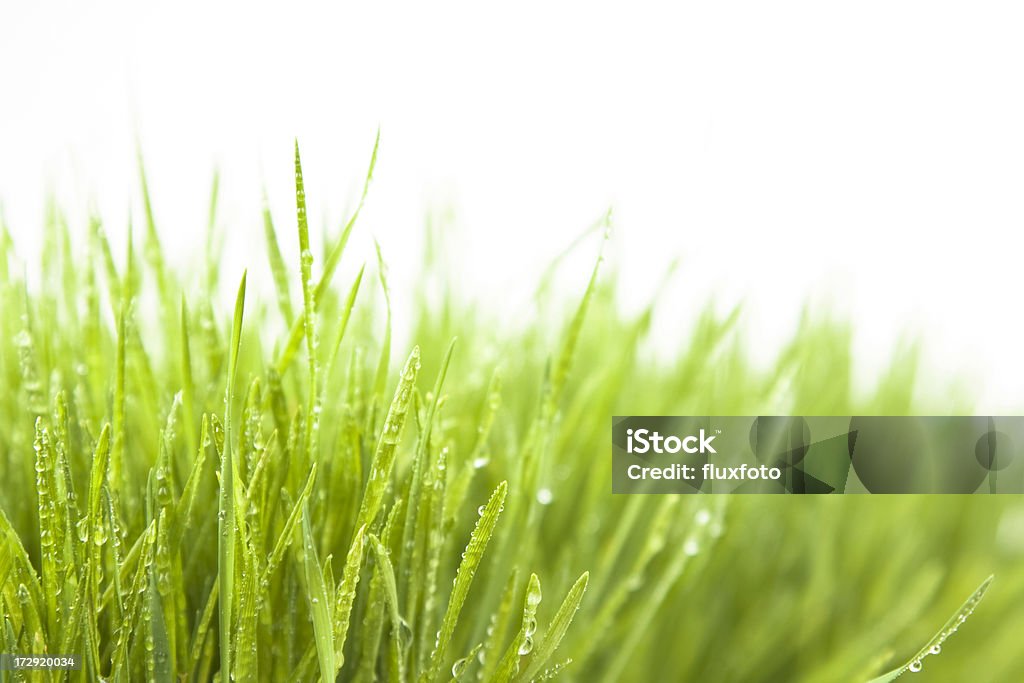 「Wet （ウェット）」の緑の芝生 - しずくのロイヤリティフリーストックフォト