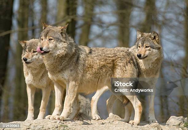 Wolves Canis Lupus Stockfoto und mehr Bilder von Wolf - Wolf, Pfote, Abwarten