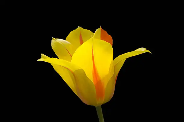 Photo of Yellow Red Tulip