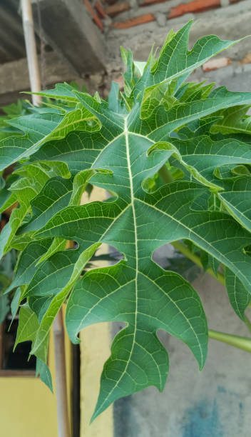istock Papaya tree, papaya leaves 1729204283