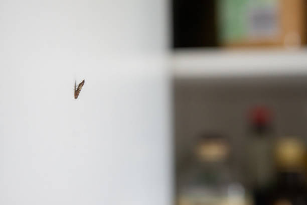 Larvas de mariposa indiana, Plodia interpunctella. Também conhecida como traça do gorgulho, traça da despensa, traça da farinha ou traça do grão no supermercado - foto de acervo