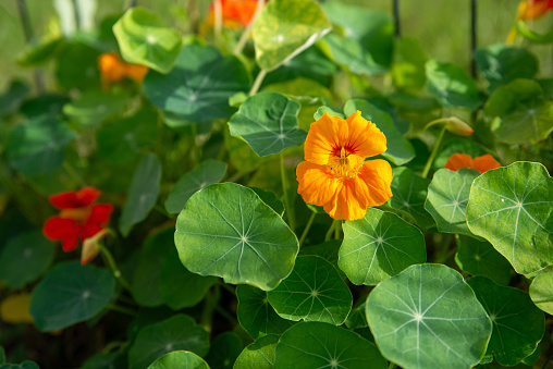 close-up of Tropaeolum majas flower and green leaves in the background