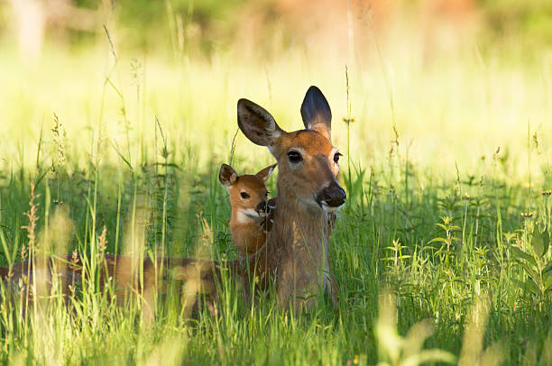Alert Doe and fawn hiding in the Grass A Doe and her fawn lying in the meadow. fawn young deer stock pictures, royalty-free photos & images