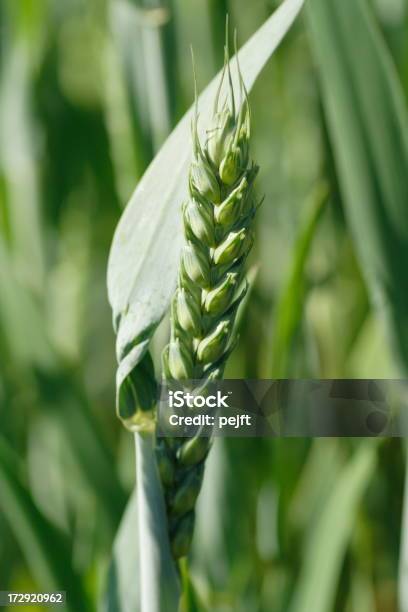 Foto de Unripe Trigo Verdecorte e mais fotos de stock de Agricultura - Agricultura, Caule, Cereal