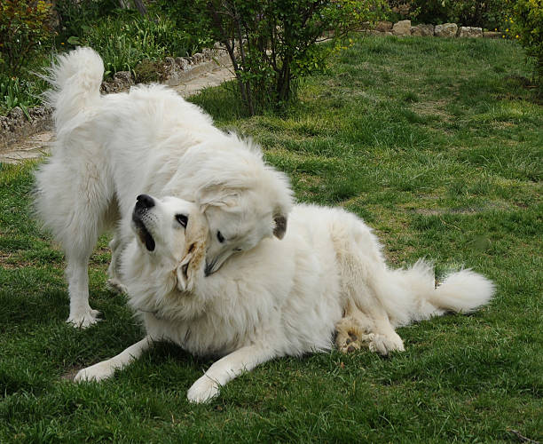 istock dominant female, long-suffering male 172921058