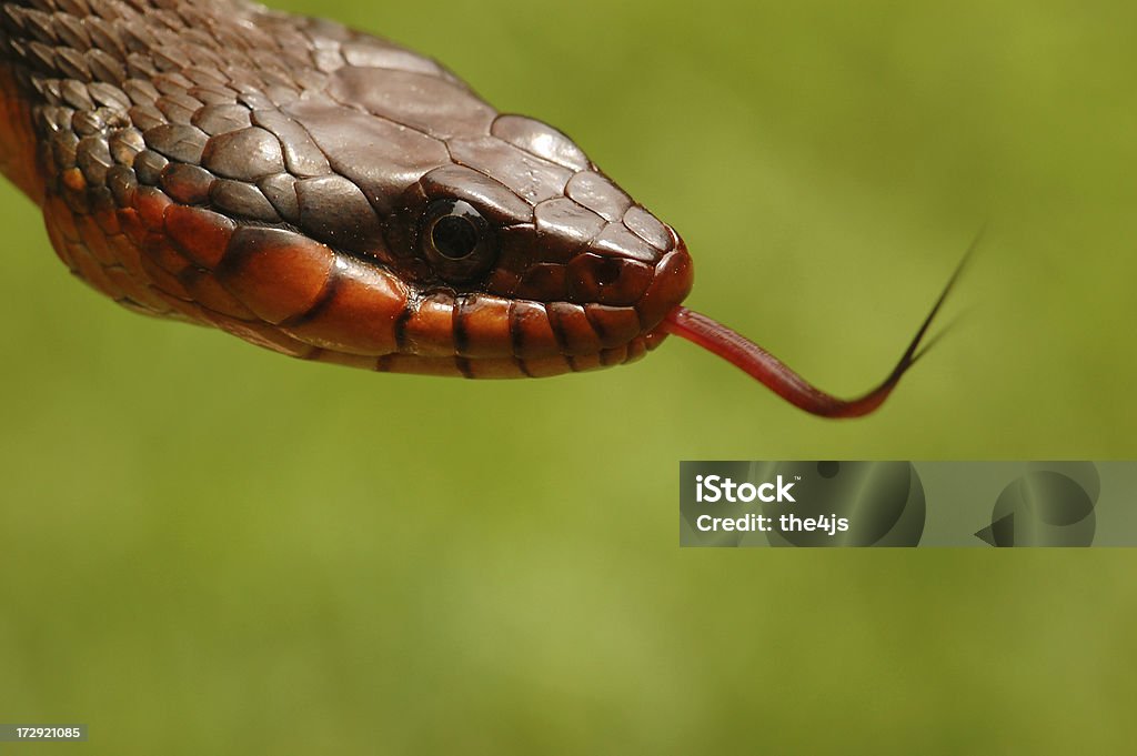 Angry Eyed serpiente de detección el aire con la lengua - Foto de stock de Agresión libre de derechos