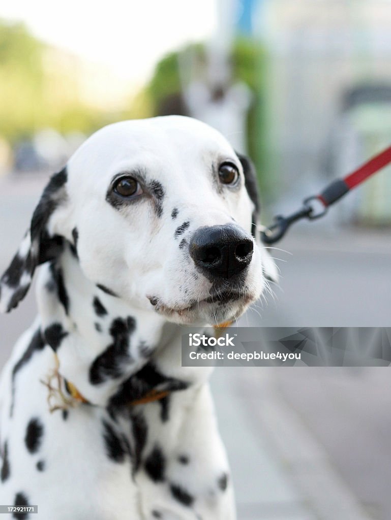 Dalmatiner su un elettrocatetere verticlal all'aperto - Foto stock royalty-free di Dalmata