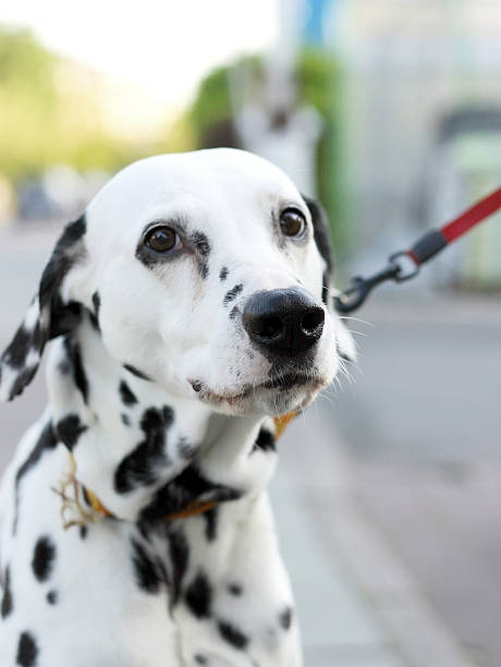 istock Dalmatiner on a lead outdoor verticlal 172921171